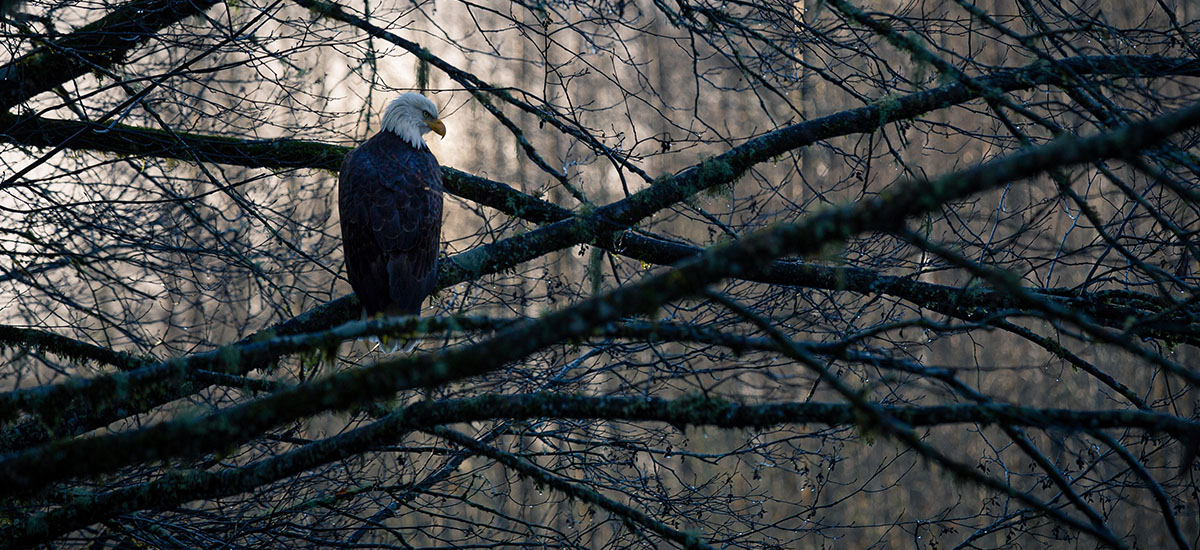 freedom-eagle